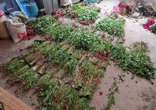 女子楼顶种900余株罂粟涮火锅，什么是非法种植毒品原植物罪？